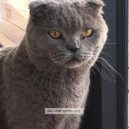 Photo 1/1 Laglue Chat perdu à Saint barthelemy