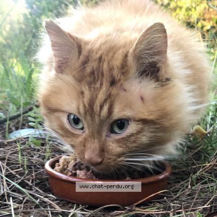 Photo 1/1 Chat trouvé Trouvé à Saint hippolyte du fort