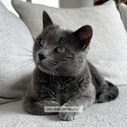 Photo 1/1 Joy Chat perdu à Verson
