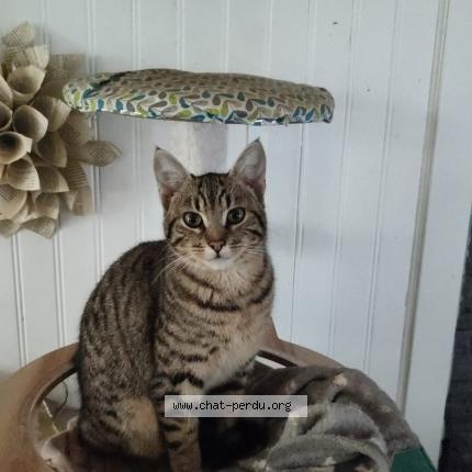 Photo 1/1 Atchoum ou tchoutchoum Chat perdu à La mothe st heray