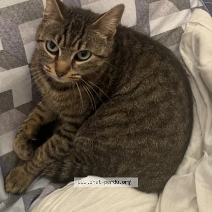 Photo 1/1 Romy Chat perdu à Sainte anne sur brivet