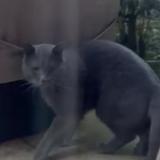 Photo de chat trouvé à Garches