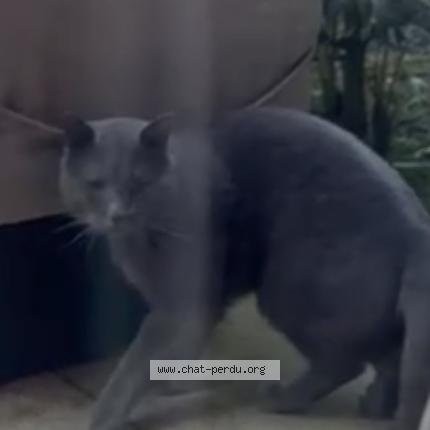 Photo 1/1 Chat trouvé Trouvé à Garches