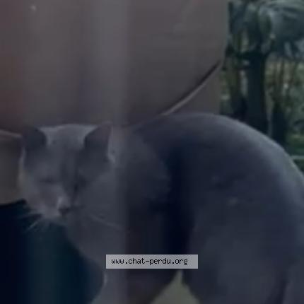 Photo 1/1 Chat trouvé Trouvé à Garches