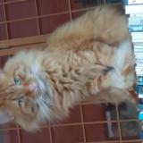 Photo de chat perdu à Steenbevque