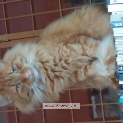 Photo 1/1 IRISH Chat perdu à Steenbevque