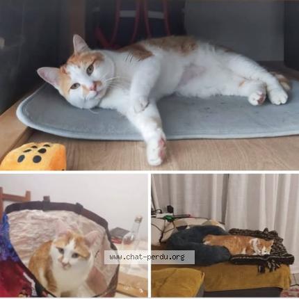 Photo 1/1 Valongo Chat perdu à Montgiscard