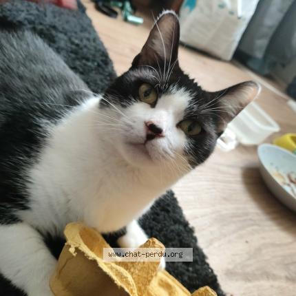 Photo 1/3 mira Chat perdu à Voiron