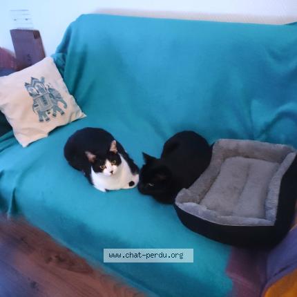 Photo 2/3 mira Chat perdu à Voiron