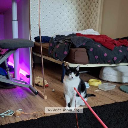 Photo 3/3 mira Chat perdu à Voiron