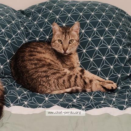 Photo 1/1 Kovou Chat perdu à Chaillevette