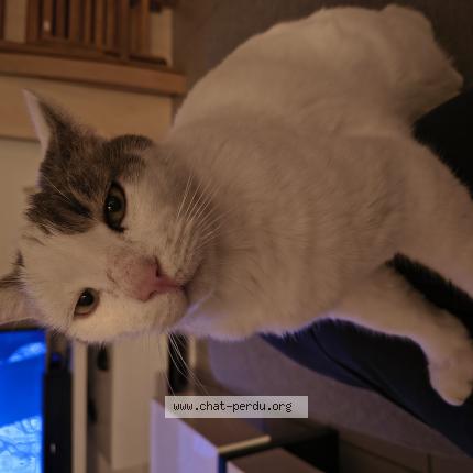 Photo 1/1 Plumeau Chat perdu à Le mans