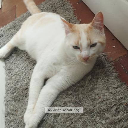 Photo 1/1 Thor Chat perdu à Saint gervais