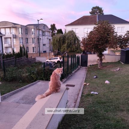 Photo 1/1 Chapule Chat perdu à Metz