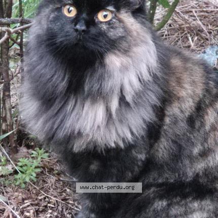 Photo 1/1 Noisette Chat perdu à Lherm