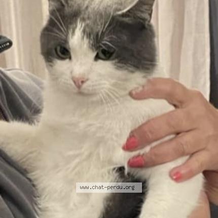 Photo 1/1 Cortes Cindy Chat perdu à Saint raphael