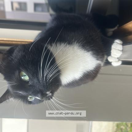 Photo 1/1 William Chat perdu à St denis