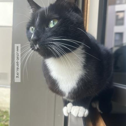 Photo 1/1 William Chat perdu à St Denis