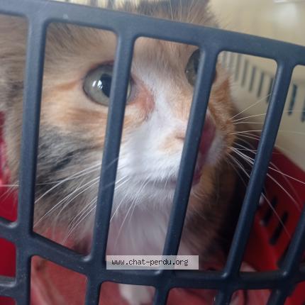 Photo 1/1 Chat trouvé Trouvé à Gaillac