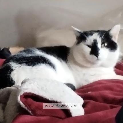 Photo 1/1 Mitsu Chat perdu à Plassac