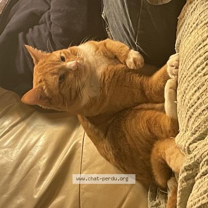 Photo 1/1 Luigi Chat perdu à Fay