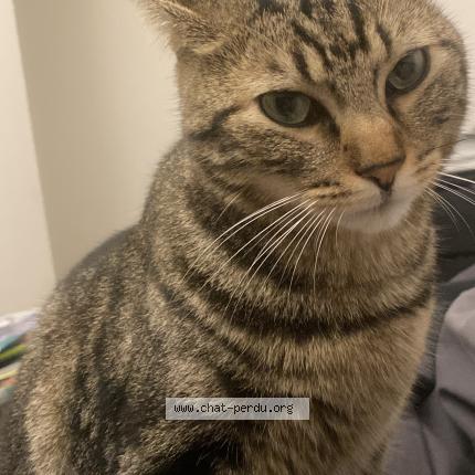 Photo 1/1 Castille Chat perdu à Mennecy