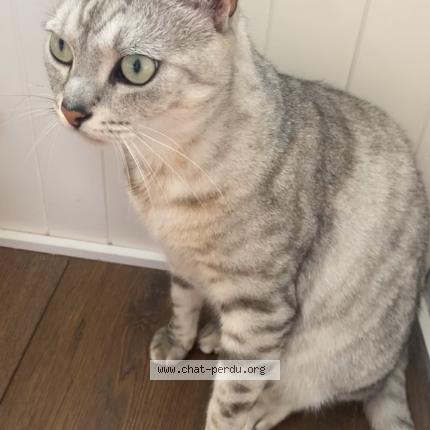 Photo 1/1 Marley Chat perdu à Saint nazaire