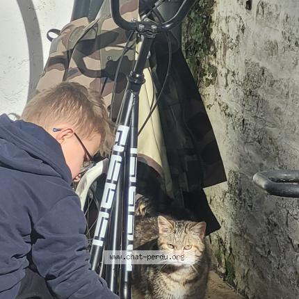 Photo 1/1 Chat trouvé Trouvé à Cambrai