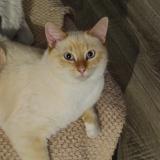 Photo de chat perdu à Raches