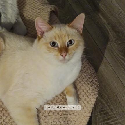 Photo 1/1 Donuts Chat perdu à Raches