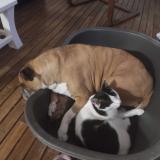 Photo de chat perdu à Saint Just