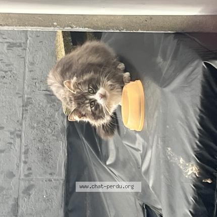Photo 1/1 Chat trouvé Trouvé à Couillet