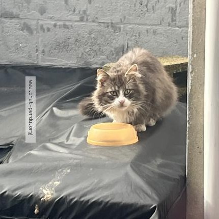 Photo 1/1 Chat trouvé Trouvé à Couillet
