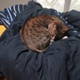 Photo de chat trouvé à Bordeaux