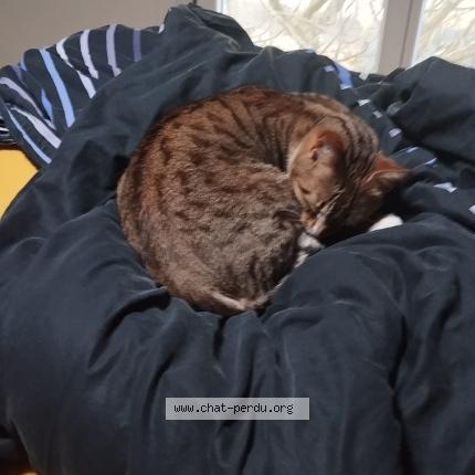 Photo 1/1 Chat trouvé Trouvé à Bordeaux