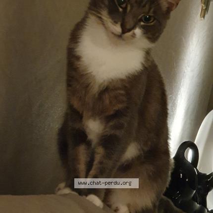 Photo 1/1 Dakota Chat perdu à Laumesfeld calembourg