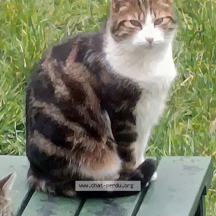 Photo 1/5 tigrou Chat perdu à Montgeron