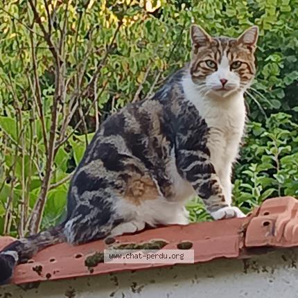 Photo 2/2 tigrou Chat perdu à Montgeron
