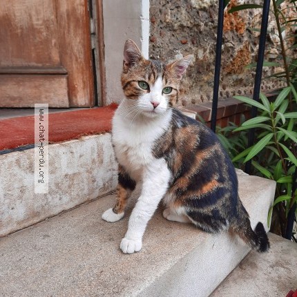 Photo 2/5 tigrou Chat perdu à Montgeron
