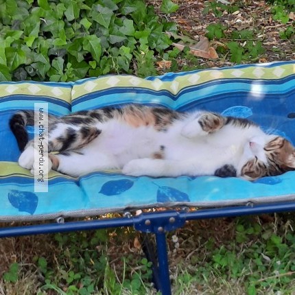 Photo 3/5 tigrou Chat perdu à Montgeron