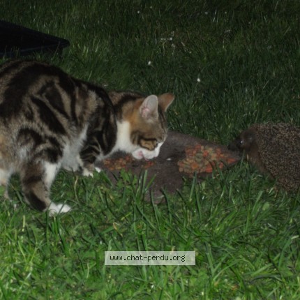 Photo 4/5 tigrou Chat perdu à Montgeron