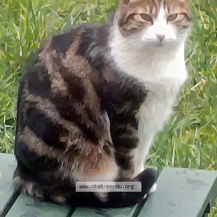 Photo 5/5 tigrou Chat perdu à Montgeron