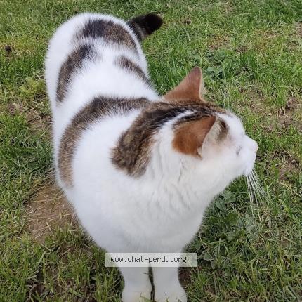 Photo 1/1 GOËLO Chat perdu à Plouha