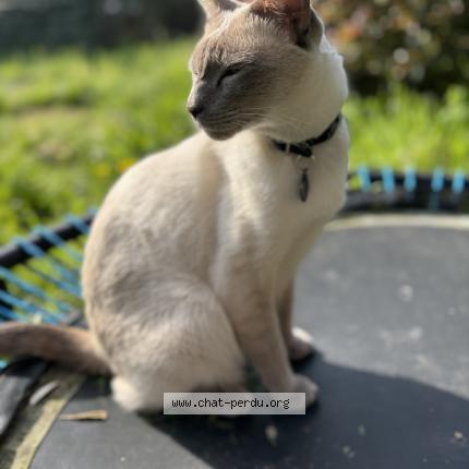 Photo 1/1 Raj Chat perdu à La seyne sur mer