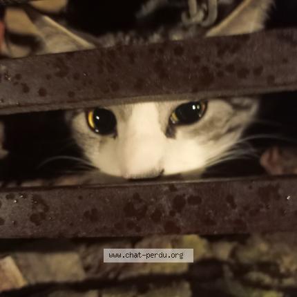 Photo 1/1 Chat trouvé Trouvé à Bruxelles