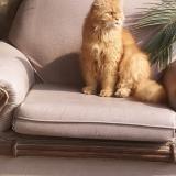 Photo de chat perdu à Lahore Raiwind Road