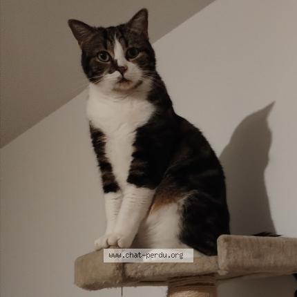 Photo 1/1 Gollum Chat perdu à Canteloup