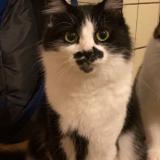 Photo de chat perdu à Rothau