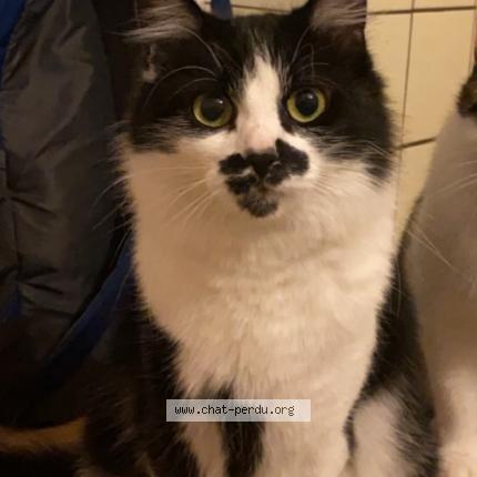 Photo 1/1 Nala Chat perdu à Rothau