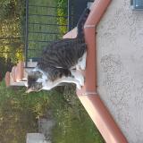 Photo de chat perdu à Montredon Labessonnie